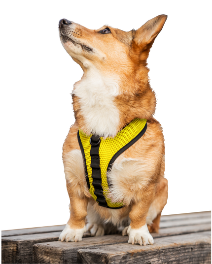 K9 Sport Harness: Sunset Orange / Large (17-19" Neck 17-24" Chest)