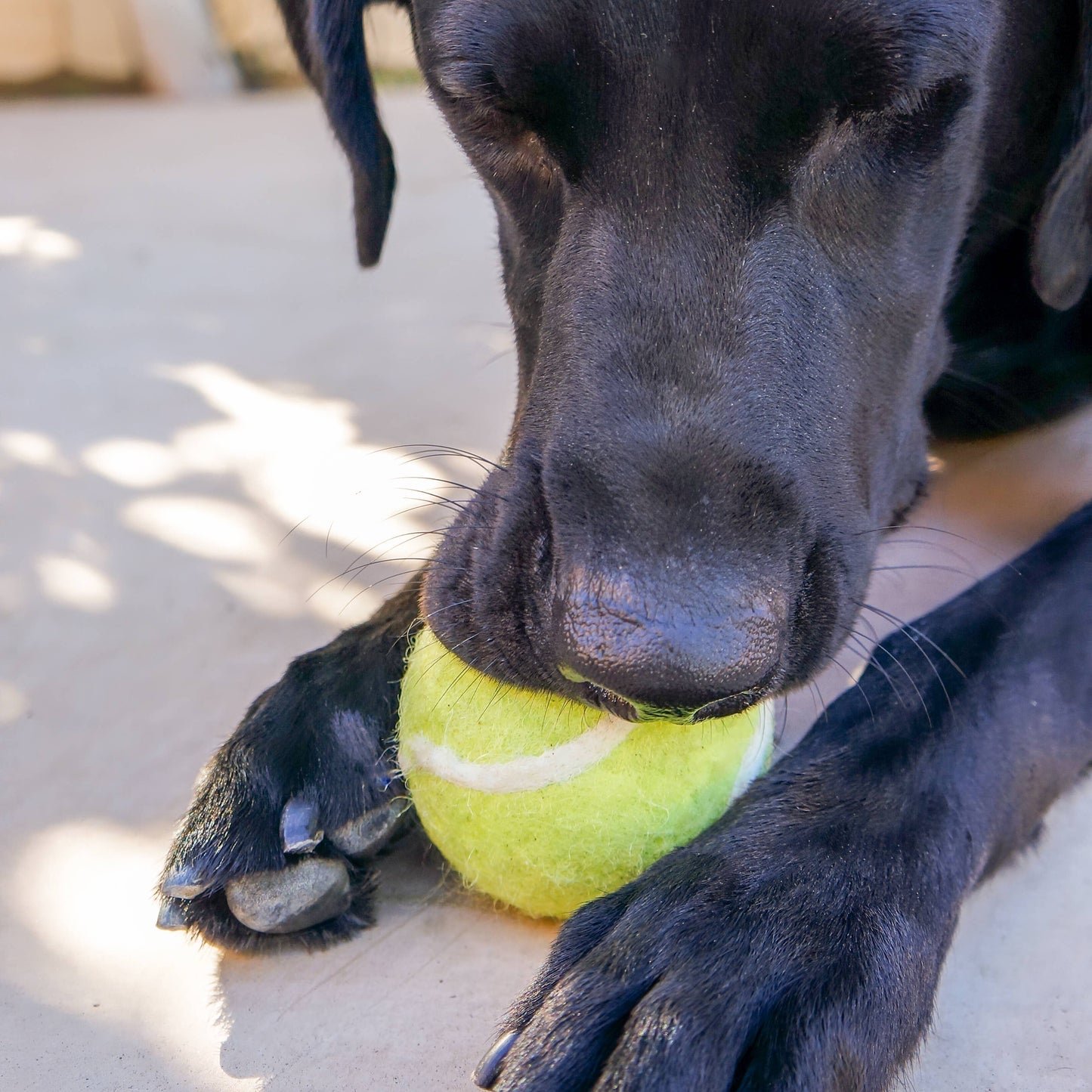 Tennis Eco Wool Dog Balls - GRAND SLAM