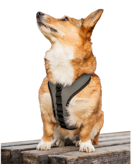 K9 Sport Harness: Sunset Orange / Medium (15-17" Neck 15-21" Chest)