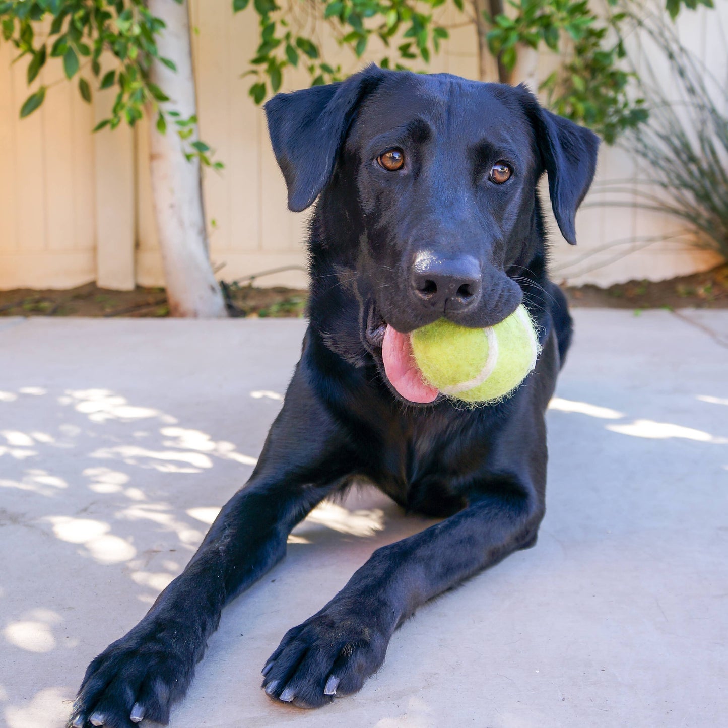 Tennis Eco Wool Dog Balls - GRAND SLAM