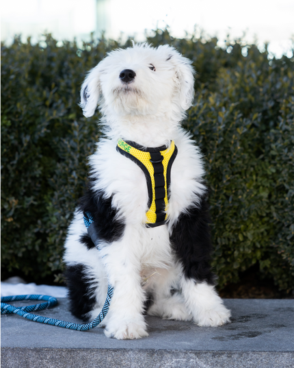 K9 Sport Harness: Anthracite Black / Large (17-19" Neck 17-24" Chest)