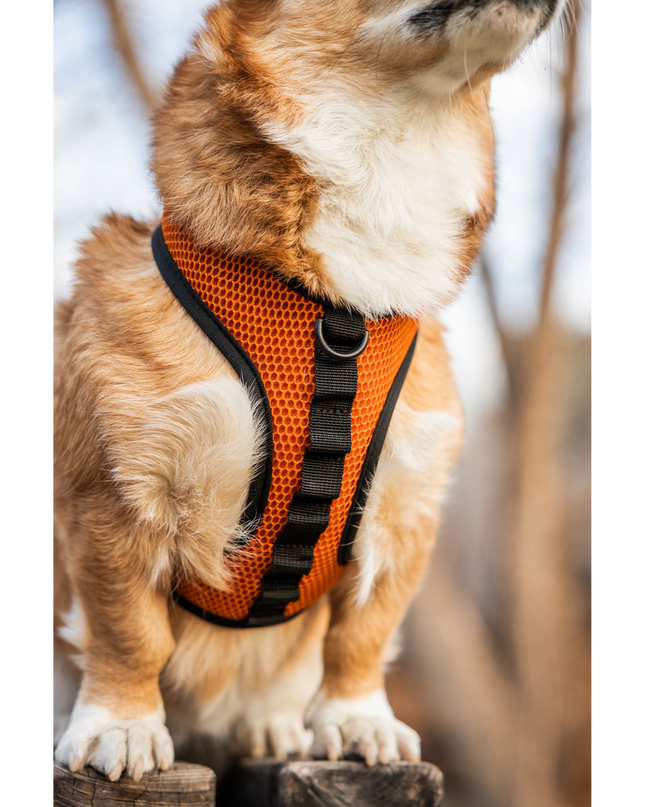 K9 Sport Harness: Sunset Orange / Medium (15-17" Neck 15-21" Chest)