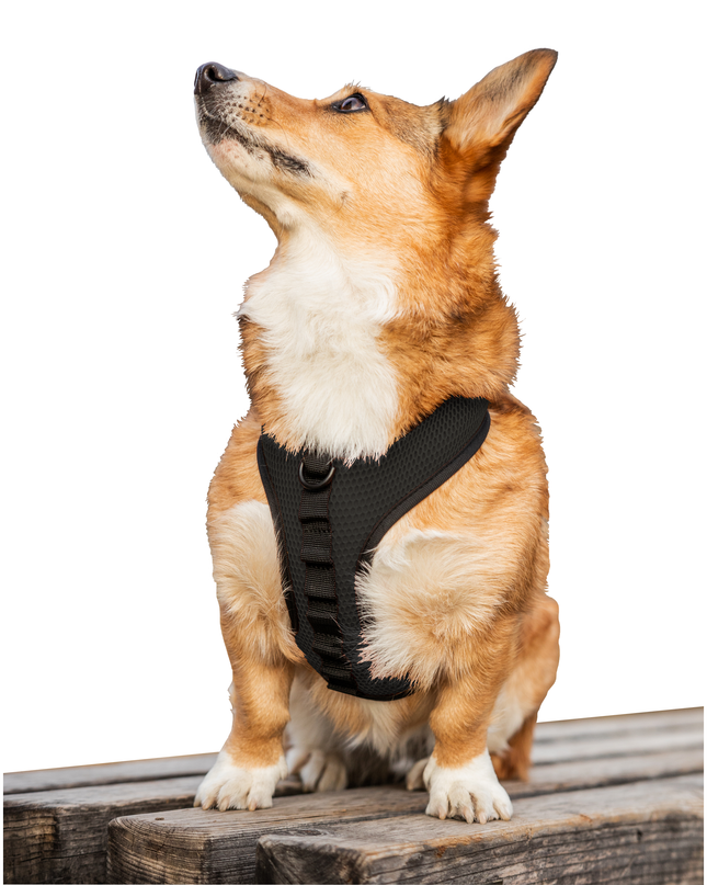 K9 Sport Harness: Anthracite Black / Small (13-15" Neck 13-18" Chest)