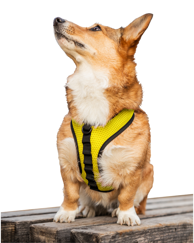 K9 Sport Harness: Sunset Orange / Large (17-19" Neck 17-24" Chest)