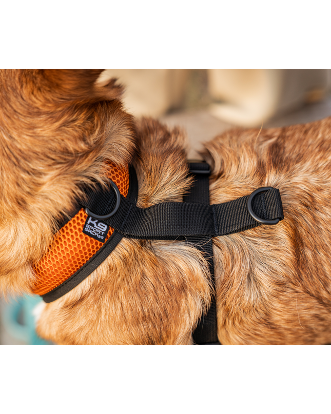 K9 Sport Harness: Anthracite Black / X-Small (11-13" Neck 11-15" Chest)