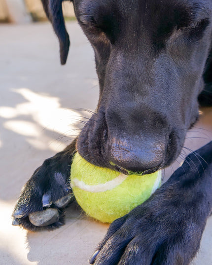 Tennis Eco Wool Dog Balls - GRAND SLAM