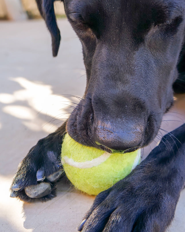 Tennis Eco Wool Dog Balls - GRAND SLAM