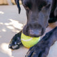 Tennis Eco Wool Dog Balls - GRAND SLAM