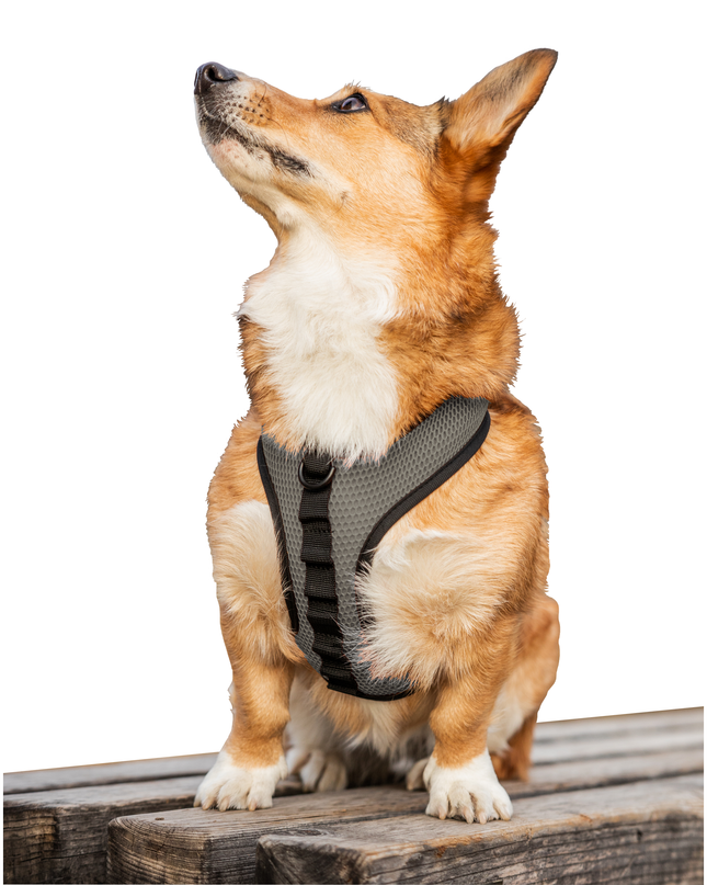 K9 Sport Harness: Anthracite Black / Small (13-15" Neck 13-18" Chest)