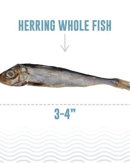 Herring Whole Fish Dog Treats