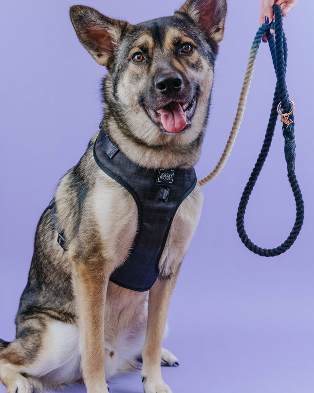 Dog Rope Leash - Ombre Blue