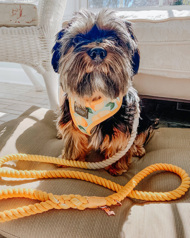 Dog Rope Leash - Lemon Drop