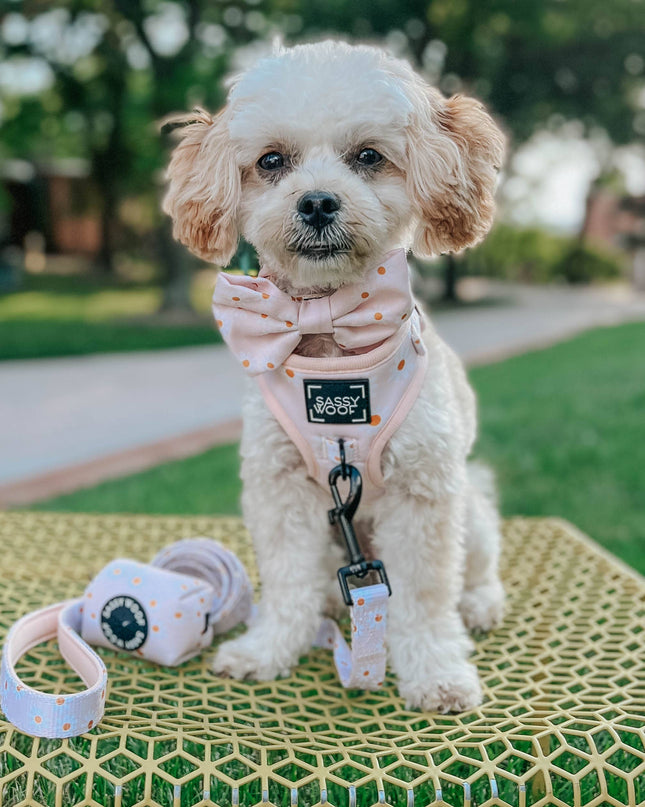Dog Waste Bag Holder - Dainty Daisy (Spring)