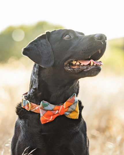 Buchanan Plaid Flannel Fall Dog Collar