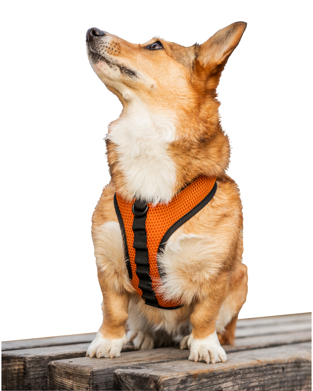 K9 Sport Harness: Sunset Orange / Small (13-15" Neck 13-18" Chest)