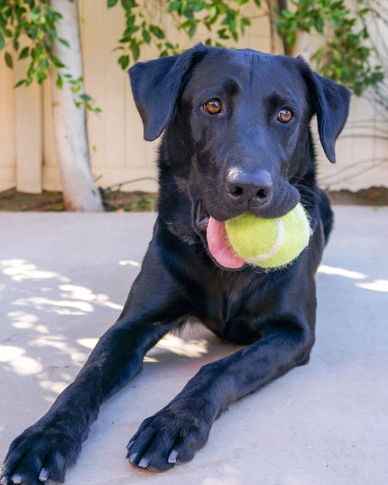 Tennis Eco Wool Dog Balls - GRAND SLAM