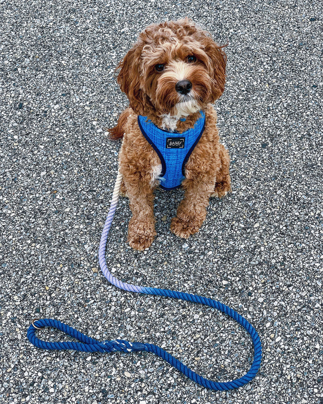Dog Rope Leash - Ombre Blue