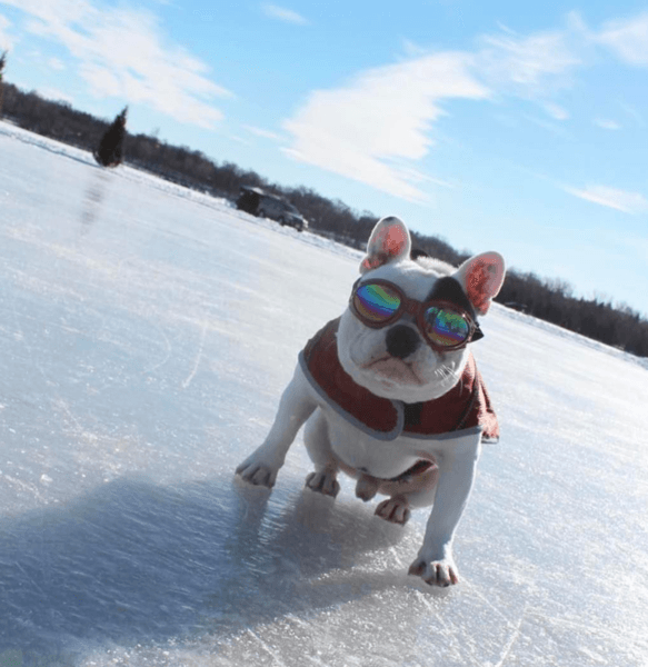 K9 Sport Shades - Dog Goggles: Clean White
