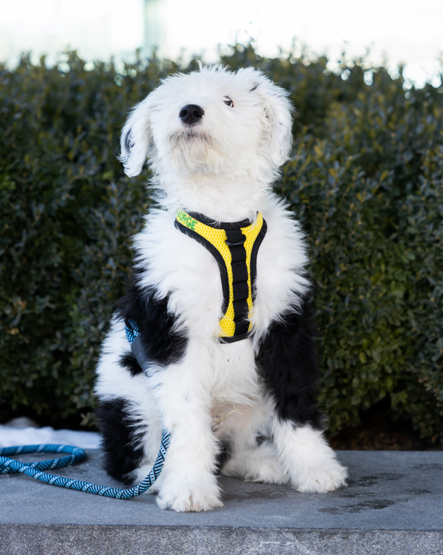 K9 Sport Harness: Anthracite Black / X-Small (11-13" Neck 11-15" Chest)