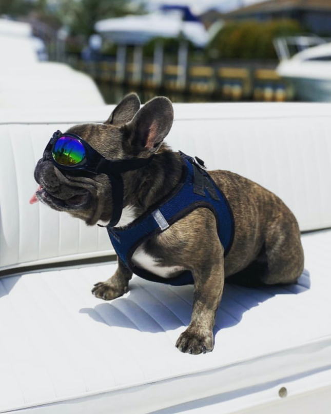 K9 Sport Shades - Dog Goggles: Clean White