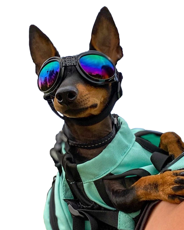 K9 Sport Shades - Dog Goggles: Clean White