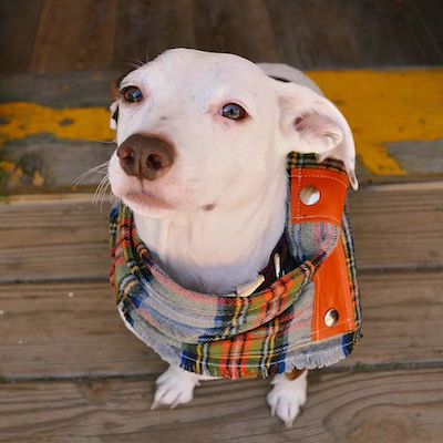 Dog clothing and accessories on Mackinac Island, MI